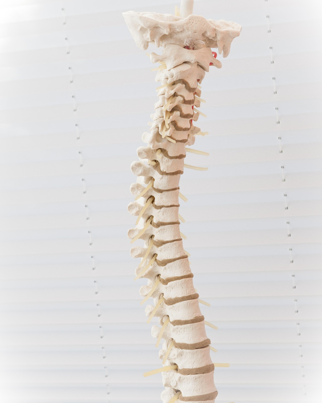 Referencia en neurocirugía de columna